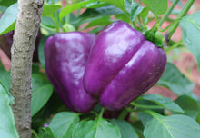 Load image into Gallery viewer, Pepper, Lilac Bell
