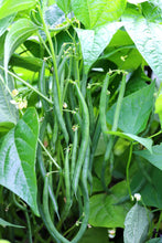 Load image into Gallery viewer, Bean, Greencrop