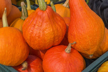 Load image into Gallery viewer, Winter Squash, Golden Hubbard