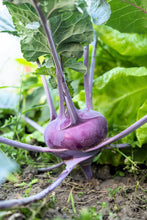 Load image into Gallery viewer, Kohlrabi, Purple Vienna