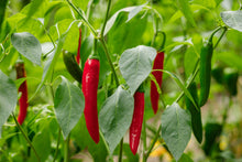 Load image into Gallery viewer, Pepper, Korean Dark Green