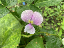 Load image into Gallery viewer, Cow Pea, Iron Clay