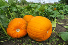Load image into Gallery viewer, Pumpkin, Big Max
