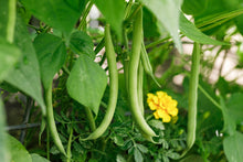 Load image into Gallery viewer, Bean, Green Provider