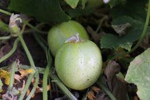 Load image into Gallery viewer, Cucumber, Lemon
