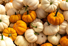 Load image into Gallery viewer, Pumpkin, Mini Mix