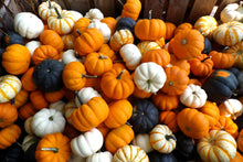 Load image into Gallery viewer, Pumpkin, Mini Mix