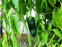Load image into Gallery viewer, Pepper, Ancho / Poblano