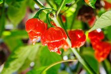 Load image into Gallery viewer, Pepper, Carolina Reaper