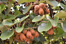 Load image into Gallery viewer, Kiwi