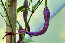 Load image into Gallery viewer, Pepper, Cayenne Purple