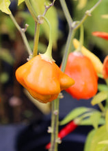 Load image into Gallery viewer, Pepper, Orange Scotch Bonnet