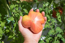 Load image into Gallery viewer, Tomato, Pineapple