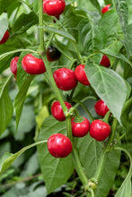 Load image into Gallery viewer, Pepper, Red Cherry Hots