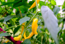 Load image into Gallery viewer, Pepper, Cayenne Golden