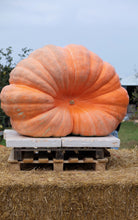 Load image into Gallery viewer, Pumpkin, Dill's Atlantic Giant