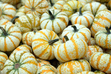 Load image into Gallery viewer, Pumpkin, Mini Mix