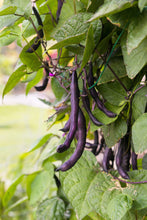 Load image into Gallery viewer, Bean, Royalty Purple Pod