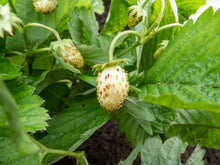 Load image into Gallery viewer, Strawberry, Pineapple Crush