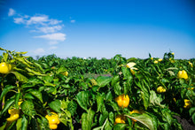 Load image into Gallery viewer, Pepper, Canary Bell Sweet