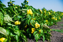 Load image into Gallery viewer, Pepper, Canary Bell Sweet