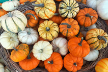 Load image into Gallery viewer, Pumpkin, Mini Mix