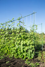 Load image into Gallery viewer, Bean, Kentucky Wonder Pole