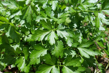 Load image into Gallery viewer, Parsley, Flat Leaf