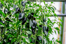 Load image into Gallery viewer, Pepper, Ancho / Poblano