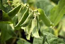 Load image into Gallery viewer, Bean, Lima Fordhook 242