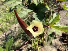 Load image into Gallery viewer, Okra, Red Burgundy