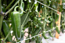 Load image into Gallery viewer, Pepper, Early Jalapeno