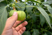 Load image into Gallery viewer, Tomatillo, Grande Rio Verde