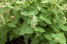Load image into Gallery viewer, Catnip, Lemony
