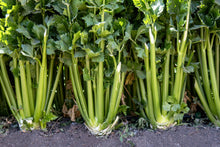 Load image into Gallery viewer, Celery, Tendercrisp