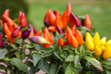 Load image into Gallery viewer, Pepper, Bolivian Rainbow
