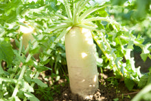 Load image into Gallery viewer, Radish, Japanese Minowase