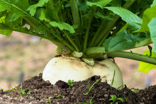 Load image into Gallery viewer, Turnip, Shogoin