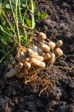 Load image into Gallery viewer, Peanut, Tennessee Red