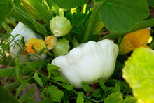 Load image into Gallery viewer, Squash, White Bush Scallop