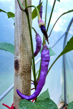 Load image into Gallery viewer, Pepper, Cayenne Purple