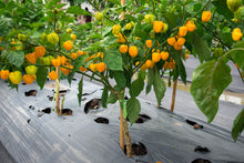 Load image into Gallery viewer, Pepper, Carolina Reaper