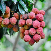 Load image into Gallery viewer, Lychee, Mauritius
