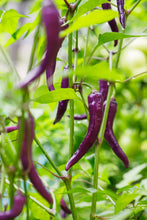 Load image into Gallery viewer, Pepper, Cayenne Purple