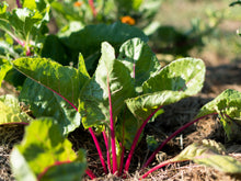 Load image into Gallery viewer, Swiss Chard, Pink Lipstick