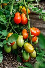 Load image into Gallery viewer, Tomato, Roma