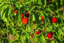 Load image into Gallery viewer, Pepper, Sweet Cherry