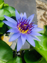 Load image into Gallery viewer, Water Lily, Blue