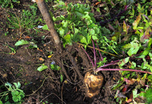 Load image into Gallery viewer, Parsnip, Improved Hollow Crown