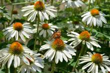 Load image into Gallery viewer, Echinacea